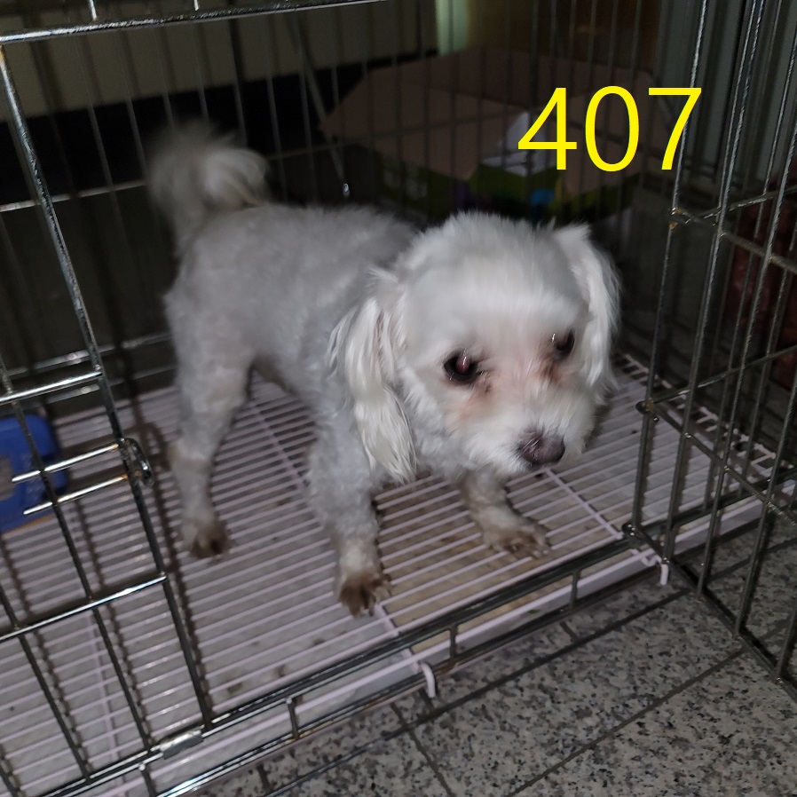 보호중 말티즈의 가…